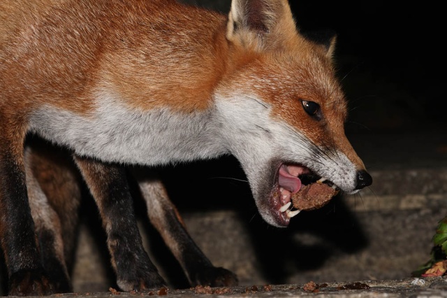 female fox sounds