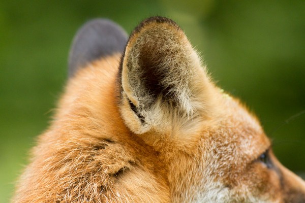 Ear of Fox