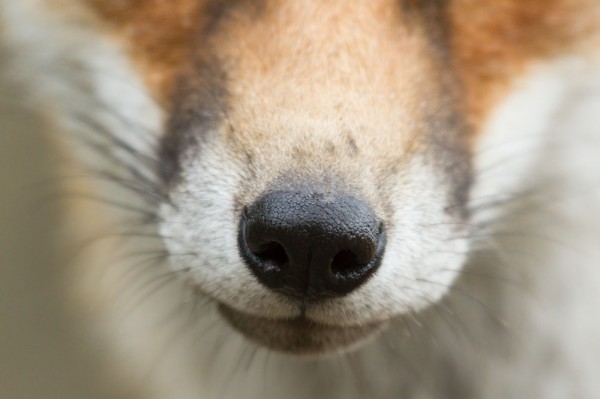 Nose of fox