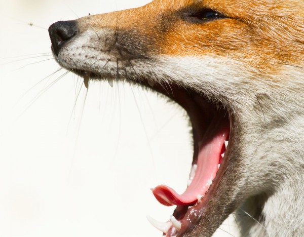 Teeth of Fox