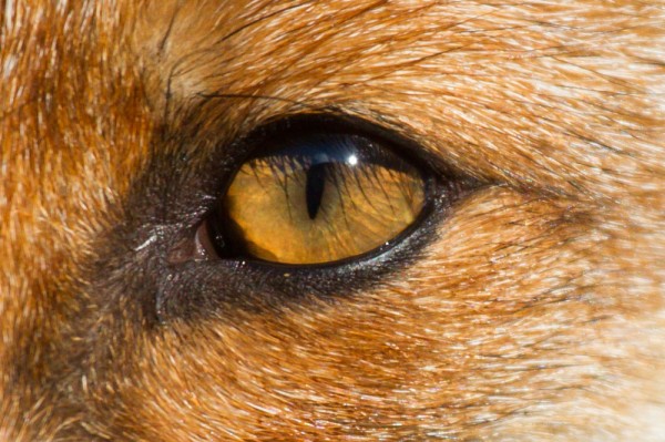 Eye of fox
