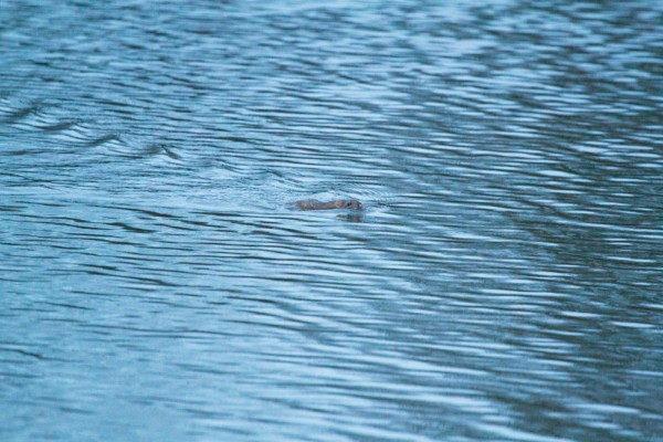 rat swimming in nyc flood