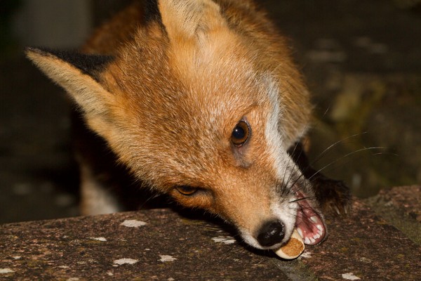 Close-up of fox 