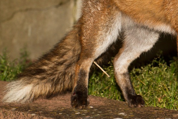 Close-up of injured fox leg (near), now healed.