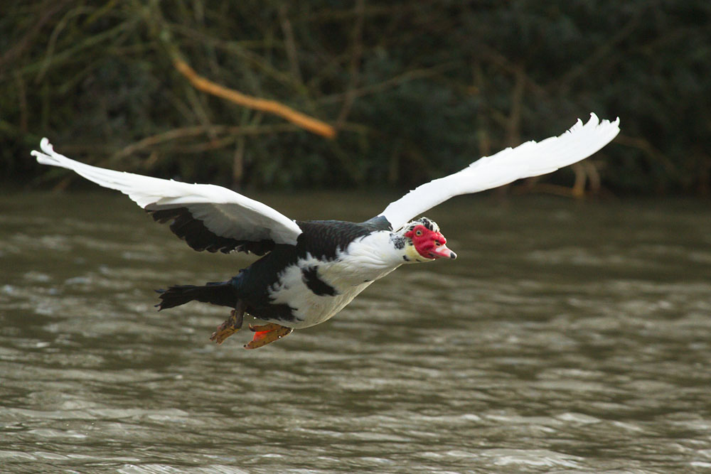 Flying Muscovy (plus misty sunrise) Everything is Permuted